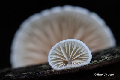 Crepidotus cesatii - Rondsporig Oorzwammetje 3.JPG