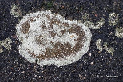 Lecanora campestris - Kastanjebruine Schotelkorst 9.JPG