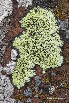 Rhizocarpon geographicum - Gewoon Landkaartmos 3.JPG