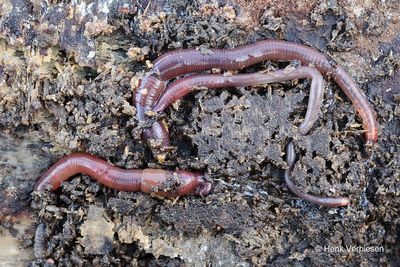 Lumbricus rubellus - Gewone Blauwkopworm.JPG