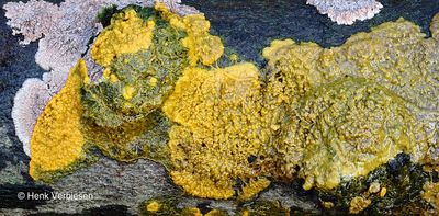 Badhamia utricularis - Troskalknetje 9.JPG