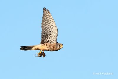 Falconidae - Valken