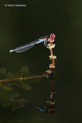 Erythromma najas - Grote Roodoogjuffer 1.JPG