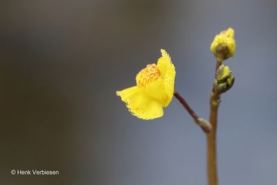Utricularia australis - Loos Blaasjeskruid 2.JPG