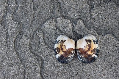 Molluscs Bivalves