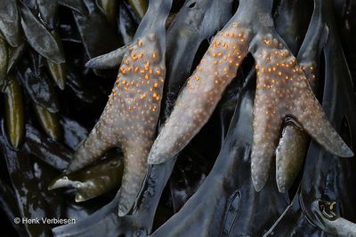 Fucus vesiculosus - Blaaswier 4.JPG