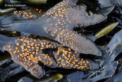 Fucus vesiculosus - Blaaswier 5.JPG