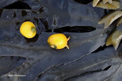 Littorina obtusata - Stompe Alikruik 5.JPG