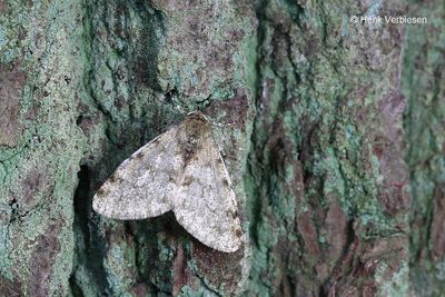 Phigalia pilosaria - Perentak 2.JPG