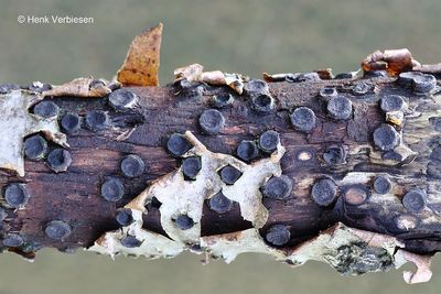 Biscogniauxia marginata - Gerande Korstkogelzwam 1.JPG