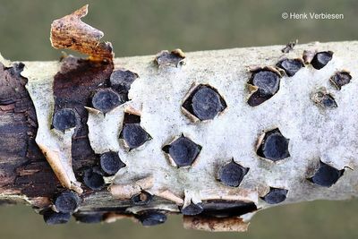 Biscogniauxia marginata - Gerande Korstkogelzwam 2.JPG