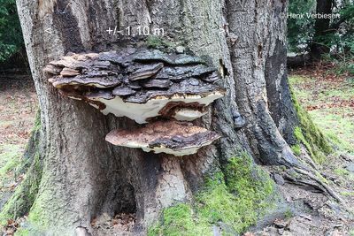 Ganoderma adspersum - Dikrandtonderzwam 7.JPG