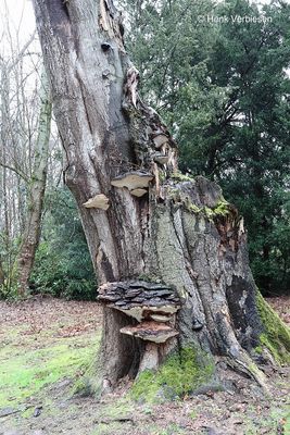 Ganoderma adspersum - Dikrandtonderzwam 5.JPG