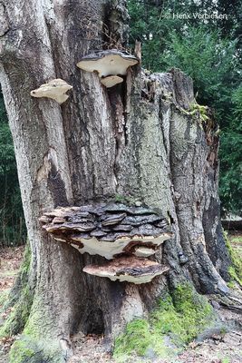 Ganoderma adspersum - Dikrandtonderzwam 6.JPG