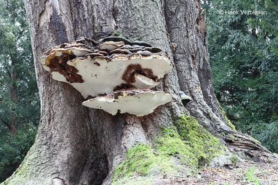 Ganoderma adspersum - Dikrandtonderzwam 8.JPG