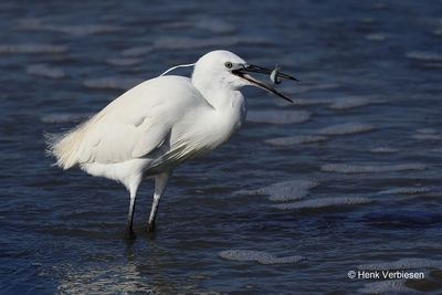 Ardeidae - Reigers