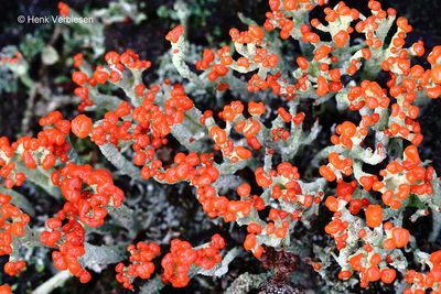 Cladonia floerkeana - Rode Heidelucifer 1.JPG