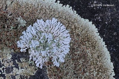 Physcia caesia - Stoeprandvingermos 4.JPG