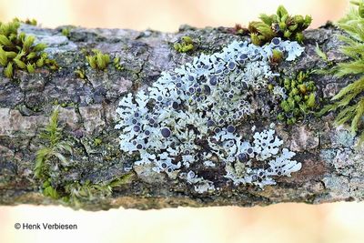Physcia aipolia - Gemarmerd Vingermos.JPG
