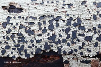 Biscogniauxia nummularia - Ruwe Korstkogelzwam.JPG
