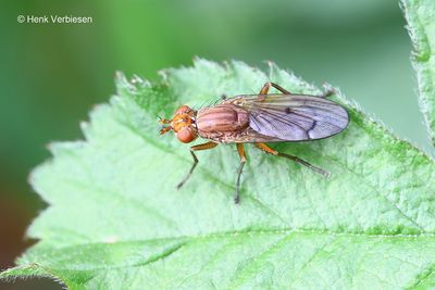 Tetanocera arrogans - Dubbelborstelrietslakvlieg 3.JPG