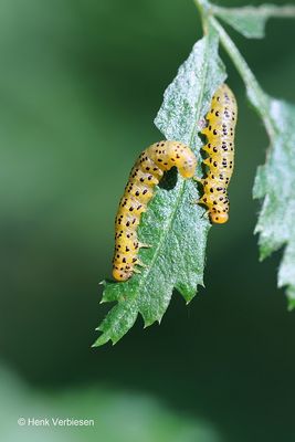 Pristiphora geniculata - Lijsterbesbladwesp 5.JPG