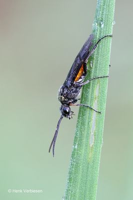 Dolerus aericeps / germanicus 1.JPG