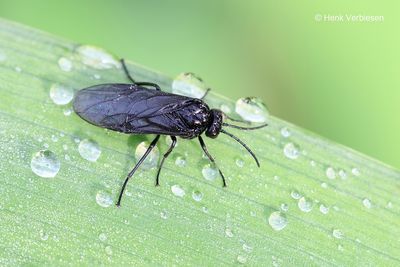 Rhadinoceraea micans - Irisbladwesp 1.JPG