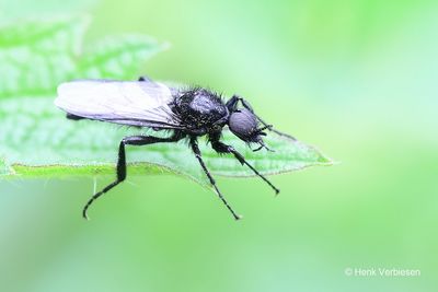 Bibionidae - Zwarte Vliegen