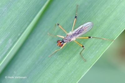 Micropezidae - Spillebeenvliegen