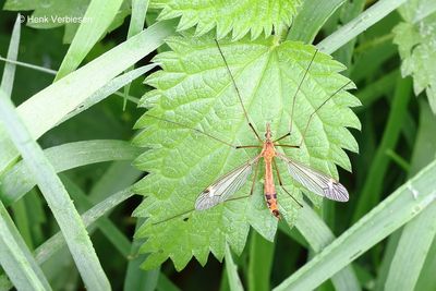 Tipula lunata - Oranje Maanmug 2.JPG