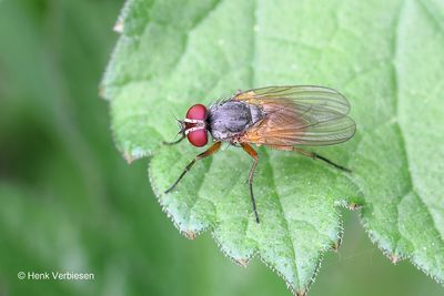 Fanniidae - Latrinevliegen
