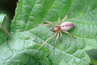 Cheiracanthium spec. - Spoorspin onbekend.JPG