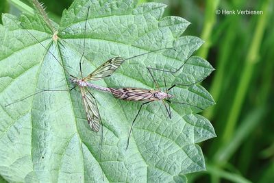 Tipula varipennis - Donkere Marmermug 1.JPG