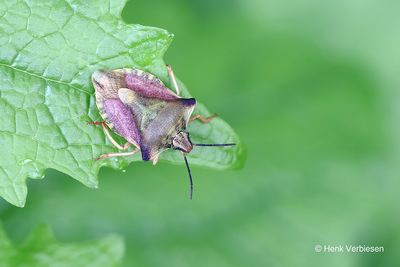 Carpocoris fuscispinus - Beemdkroonschildwants.JPG