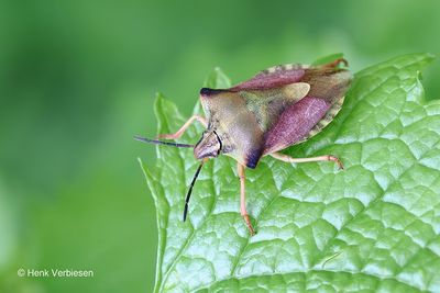 Carpocoris fuscispinus - Beemdkroonschildwants.JPG