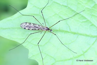 Limonia hercegovinae - Tuintweestreep.JPG