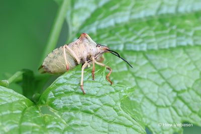 Carpocoris fuscispinus - Beemdkroonschildwants 4.JPG