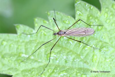 Limoniidae -Steltmuggen