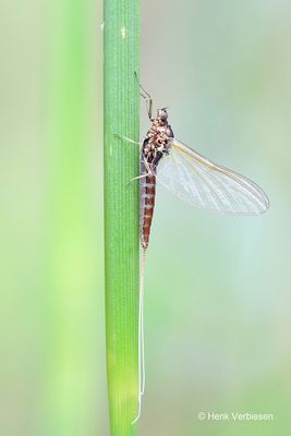 Baetidae - Ephemeridae