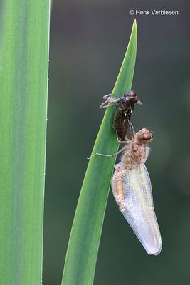 Libellula fulva - Bruine Korenbout 11.JPG