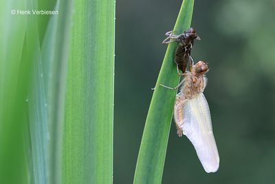 Libellulidae - Korenbouten