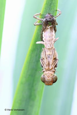 Libellula fulva - Bruine Korenbout 9.JPG