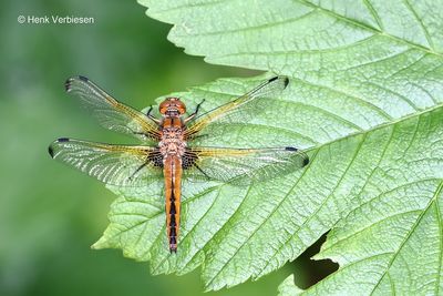 Libellula fulva - Bruine Korenbout.JPG