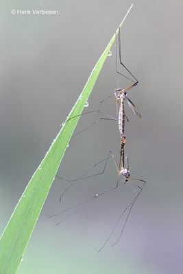 Tipula marginella - Rouwlangpoot 2.JPG