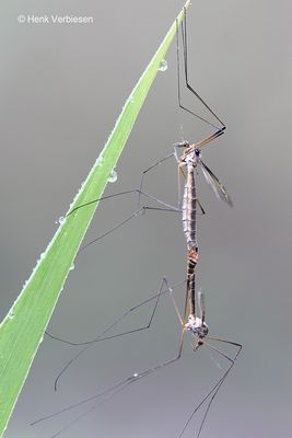 Tipula marginella - Rouwlangpoot 3.JPG