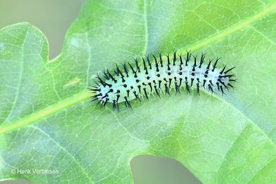 Periclista pubescens 2.JPG