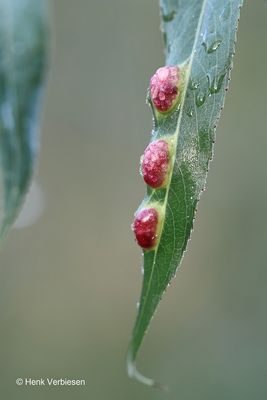 Insect - Mite Galls