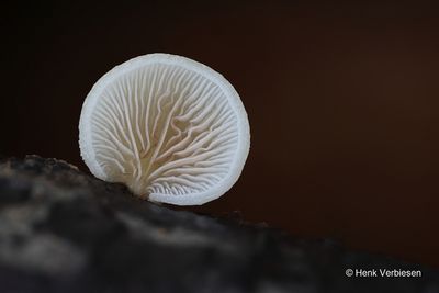 g13/20/1153920/3/174593641.1ee54b0f.JPEG