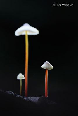 Mycena crocata - Prachtmycena 2.JPG